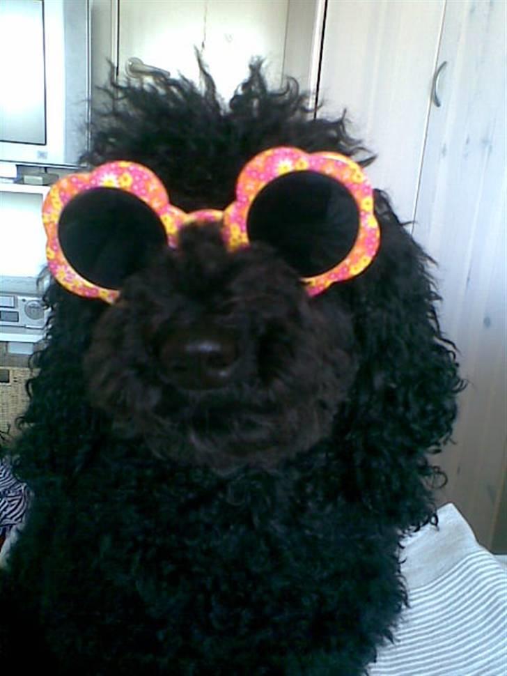 Dværgpuddel Chili billede 13