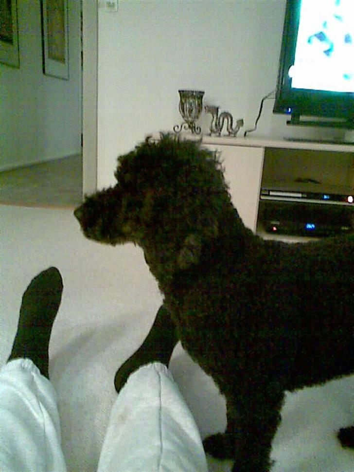 Dværgpuddel Chili billede 14