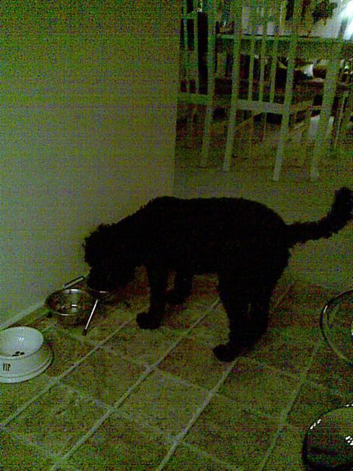 Dværgpuddel Chili billede 15