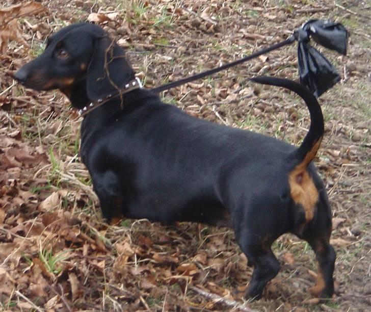 Gravhund Piw - mors - 5-4-10 billede 18