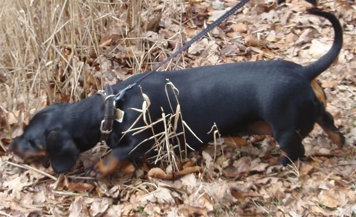 Gravhund Piw - mors - 5-4-10 billede 19