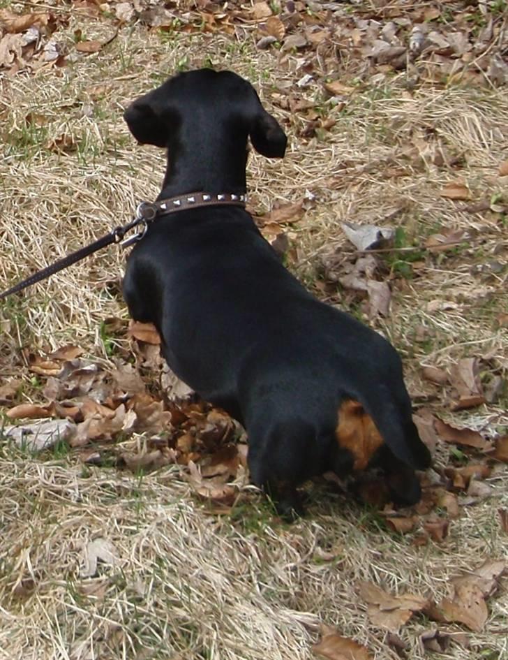 Gravhund Piw - mors - 5-4-10. hvad er det? billede 20