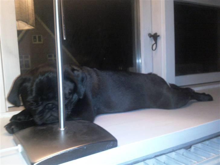 Mops Cloe - Cloe er faldet om i vindueskarmen billede 11