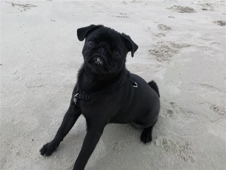 Mops Cloe - Cloes første tur på stranden billede 12