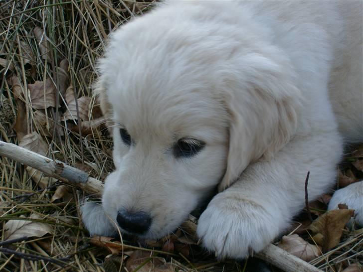 Golden retriever Luna - Luna 8 uger :-) billede 1