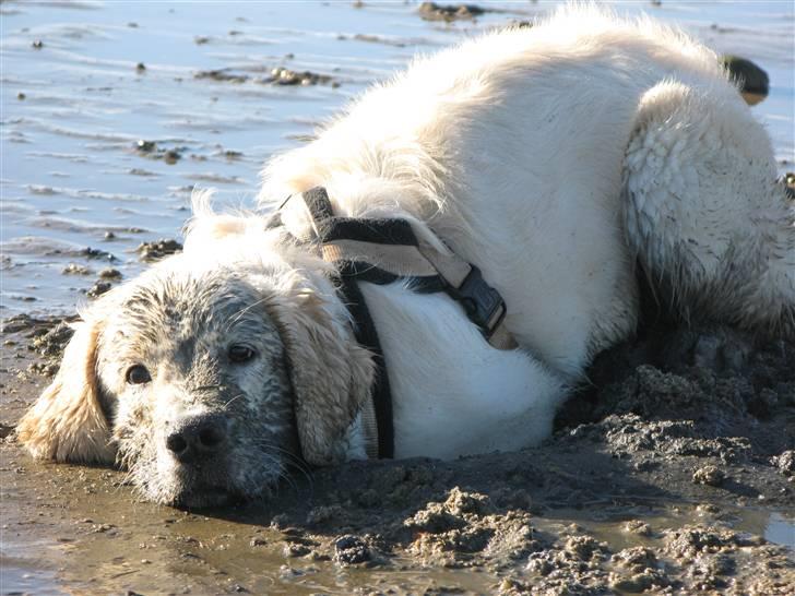 Golden retriever Luna - Luna leger på stranden :-) billede 2