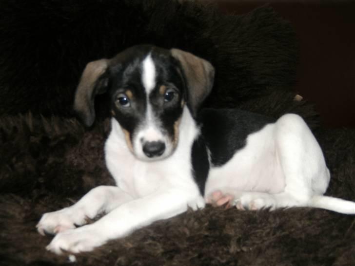 Dansk svensk gaardhund Bailey *SOLGT* billede 19