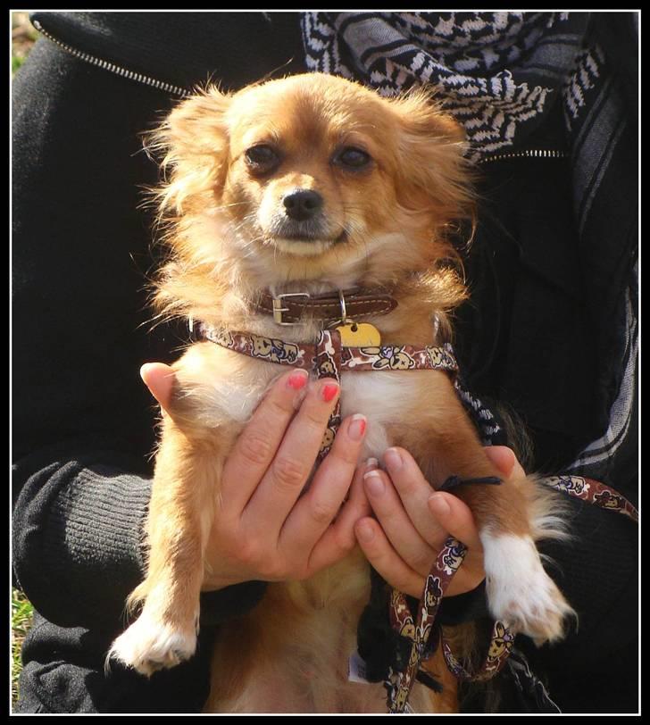 Chihuahua Bella - Taget af Maja E :D  billede 5