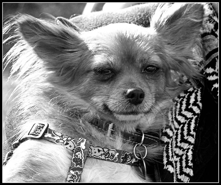 Chihuahua Bella billede 6