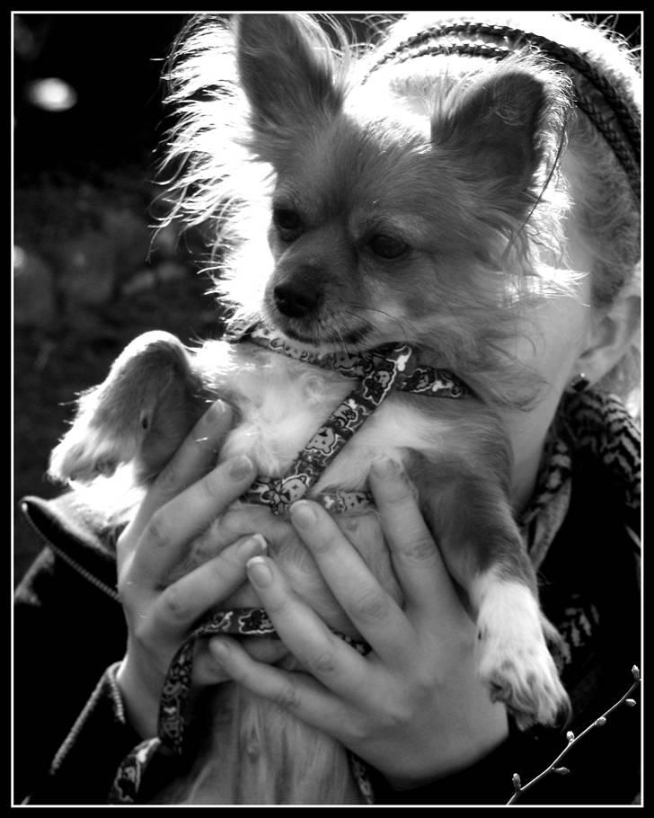 Chihuahua Bella - Følger lige lidt med i hvad der sker på den anden side af hækken :) - Taget af Maja E. billede 7