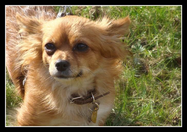 Chihuahua Bella - Bella :) - Taget af Maja E. billede 8