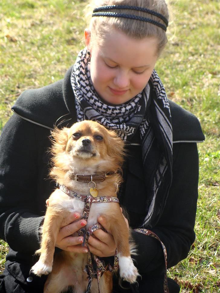 Chihuahua Bella - Bella og jeg :D - Taget af Maja E. billede 9