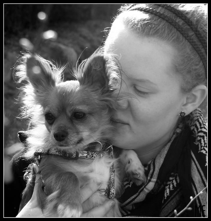 Chihuahua Bella - Bella og jeg igen :o) - Taget af Maja E. billede 10
