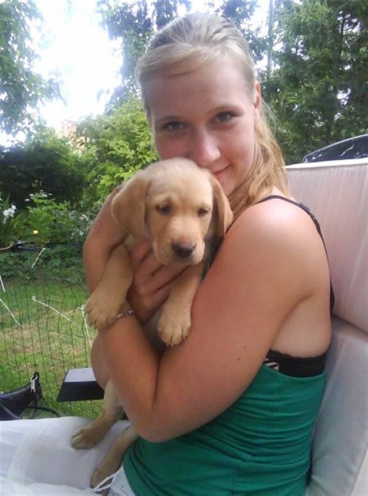 Labrador retriever jazz billede 1