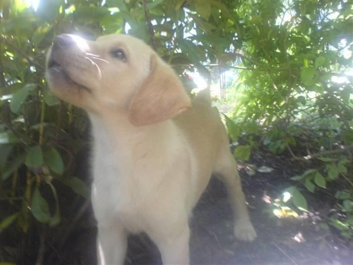 Labrador retriever jazz billede 2