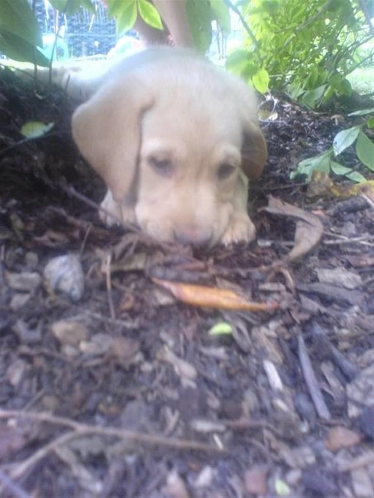 Labrador retriever jazz billede 3