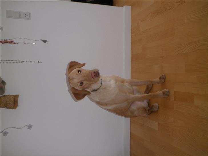 Labrador retriever jazz billede 4