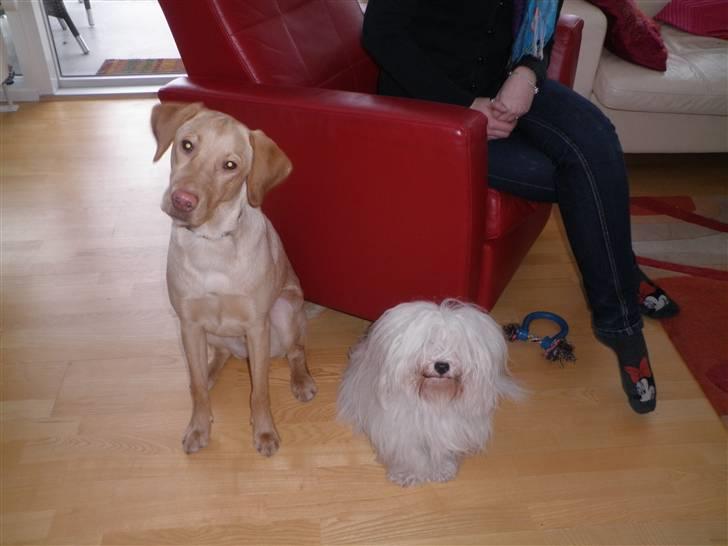 Labrador retriever jazz billede 5