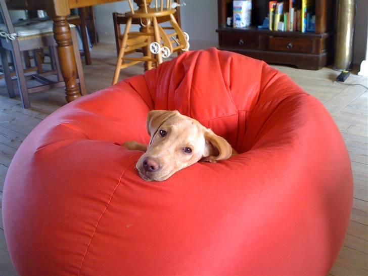 Labrador retriever jazz billede 6