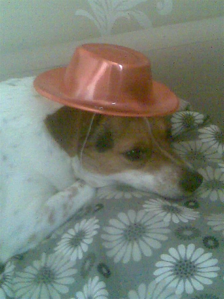 Dansk svensk gaardhund Perle - Perle prøver hat :D nytårsaften 09 billede 7