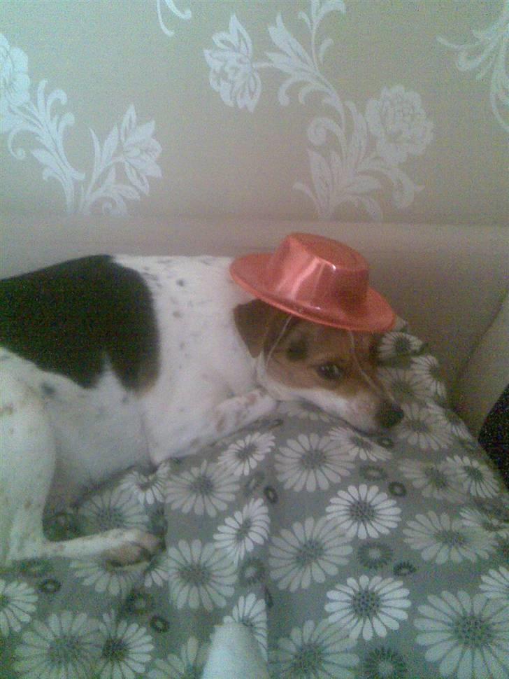 Dansk svensk gaardhund Perle - Perle prøve hat nytåraften 09 billede 8