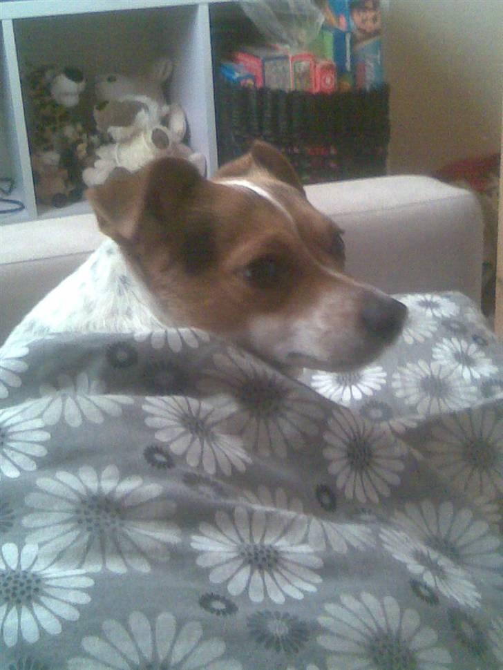 Dansk svensk gaardhund Perle - Perle under min dyne :D nytårsaften 09  billede 9