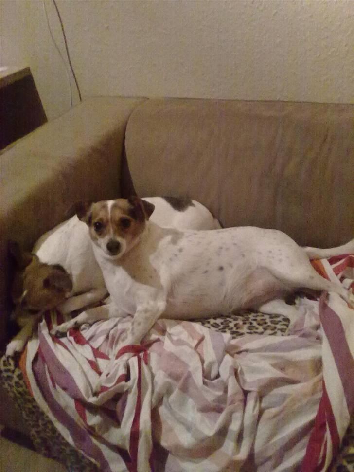 Dansk svensk gaardhund Perle - Perle og molly :) billede 10