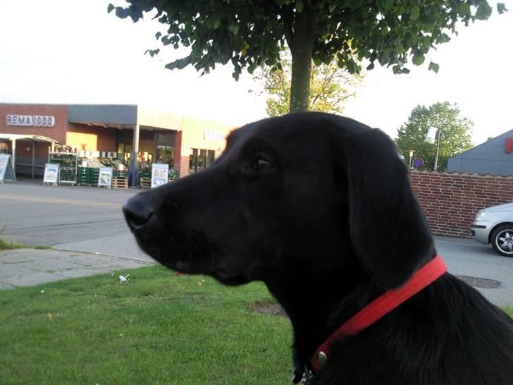 Labrador retriever Gabbi billede 10