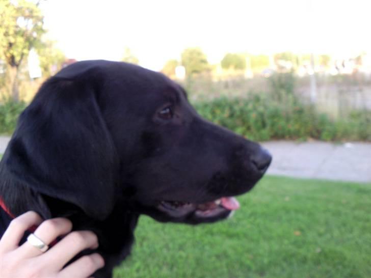 Labrador retriever Gabbi billede 11