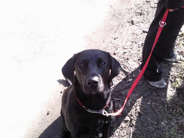 Labrador retriever Gabbi billede 12