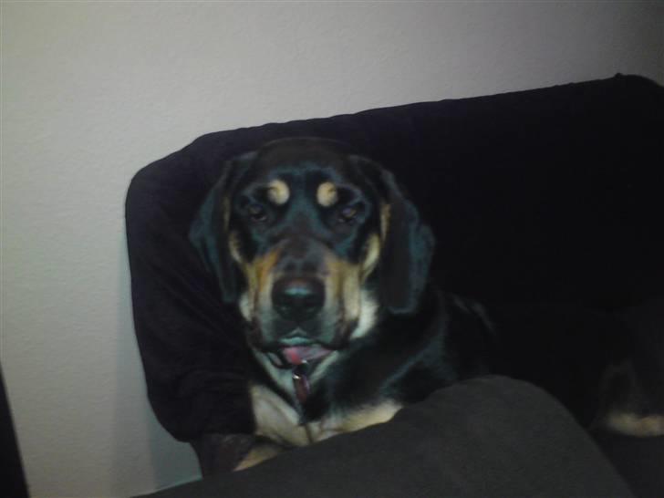 Blanding af racer mabel billede 10