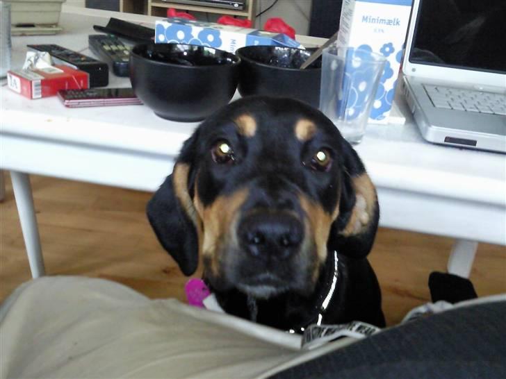 Blanding af racer mabel billede 11