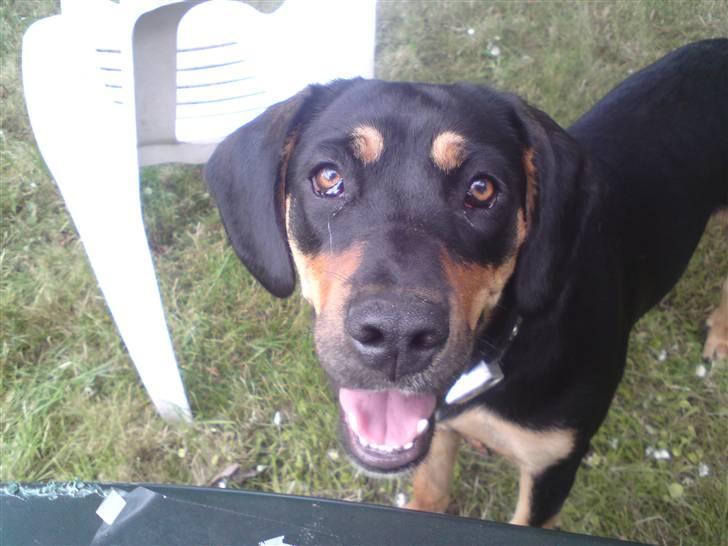 Blanding af racer mabel billede 12