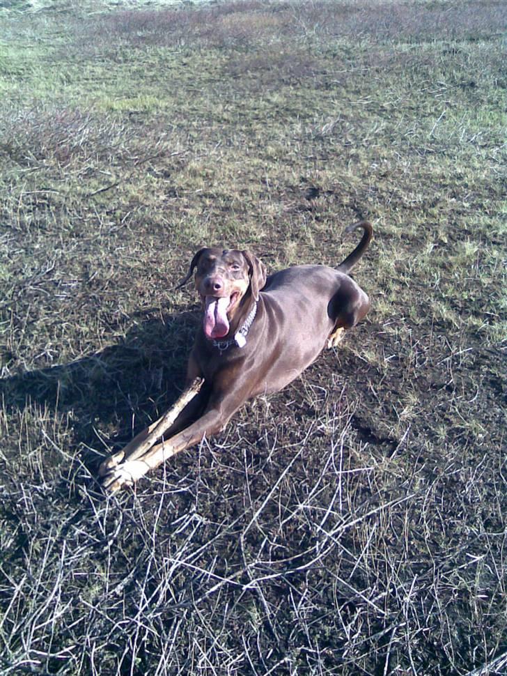 Blanding af racer R.I.P 2010 Bellis billede 11