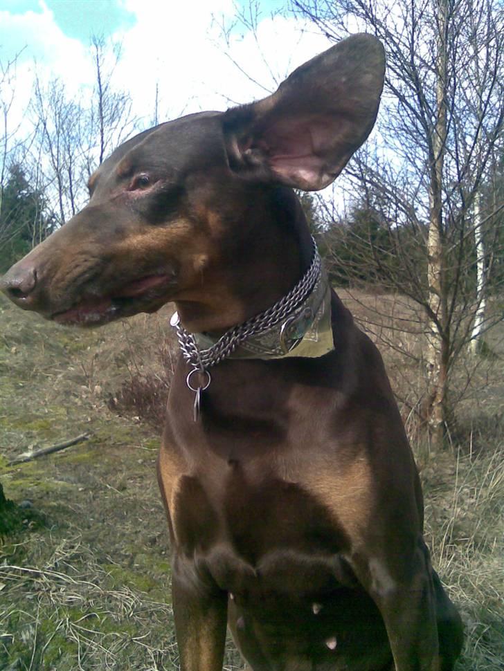 Blanding af racer R.I.P 2010 Bellis billede 12