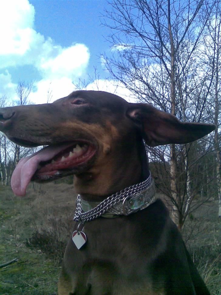 Blanding af racer R.I.P 2010 Bellis billede 13