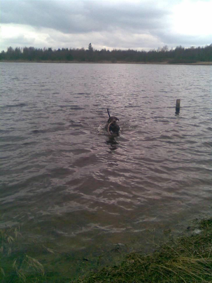 Blanding af racer R.I.P 2010 Bellis billede 14