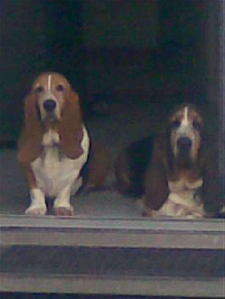 Basset hound R.I.P. 2011 George V.D Ballasthoeve billede 20