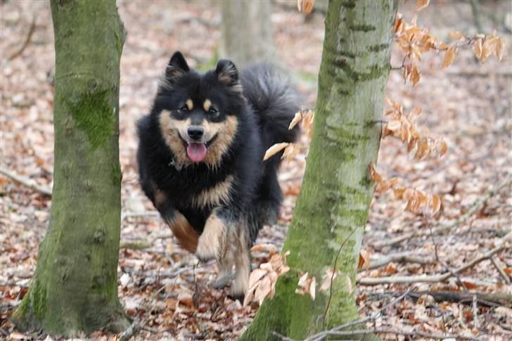 Finsk lapphund Freesia - da da  billede 8