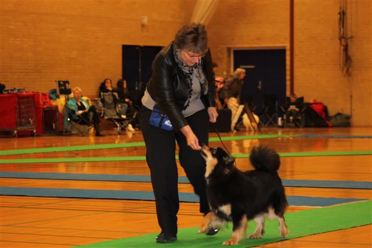 Finsk lapphund Freesia - Jubi det første cer . billede 10