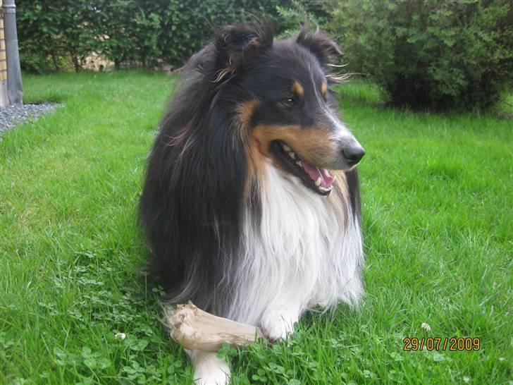 Shetland sheepdog SK Rainman (Uffe) billede 1