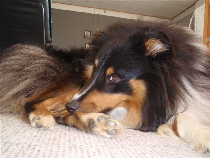 Shetland sheepdog SK Rainman (Uffe) billede 2