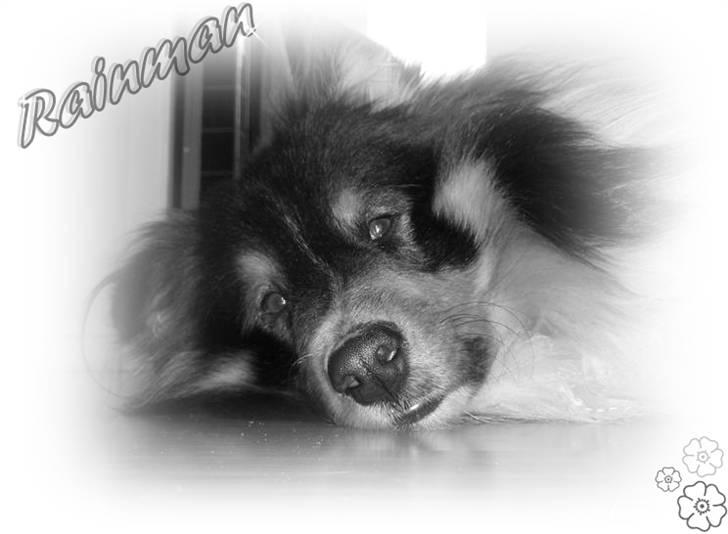 Shetland sheepdog SK Rainman (Uffe) billede 3