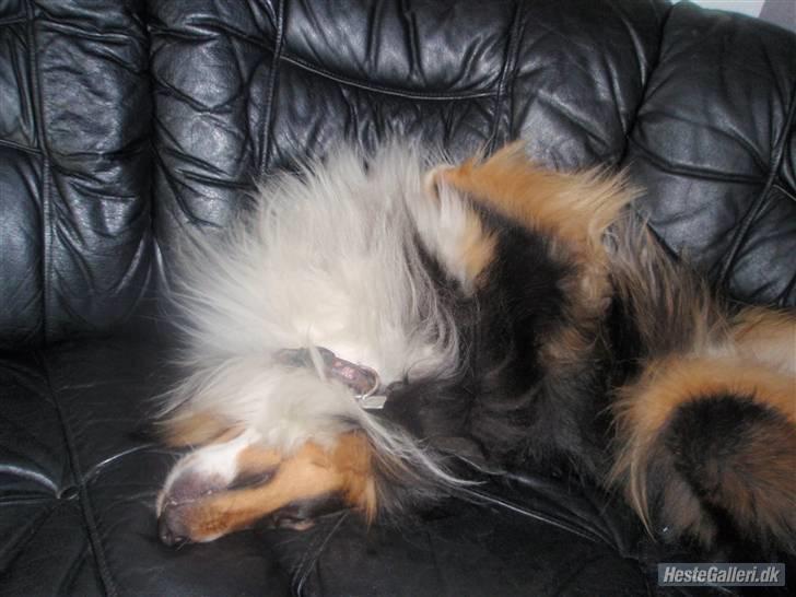 Shetland sheepdog SK Rainman (Uffe) billede 4