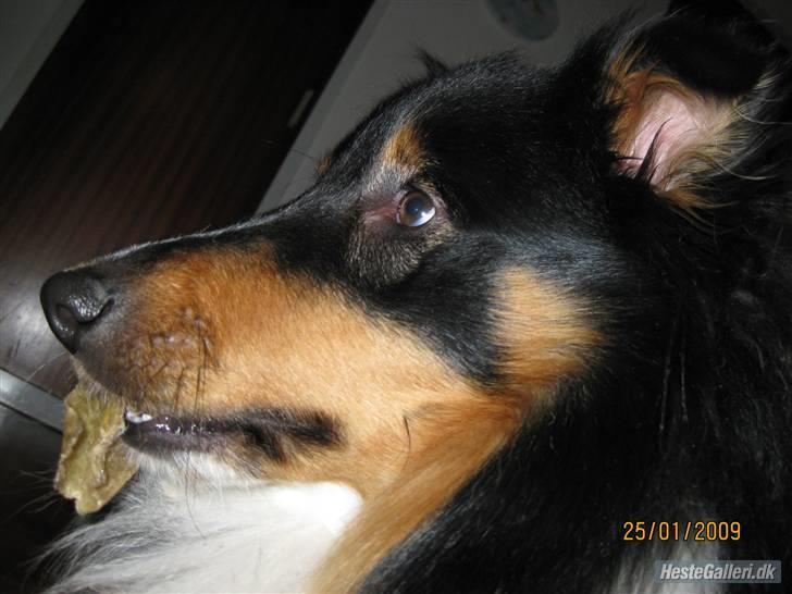 Shetland sheepdog SK Rainman (Uffe) billede 5