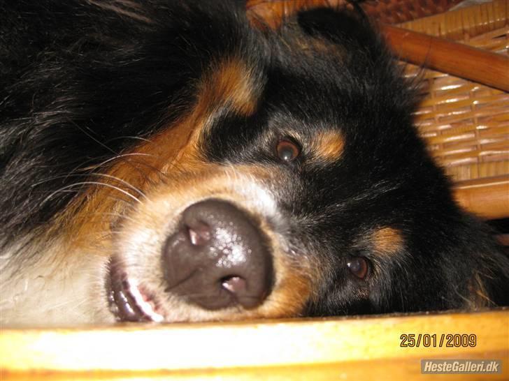 Shetland sheepdog SK Rainman (Uffe) billede 6