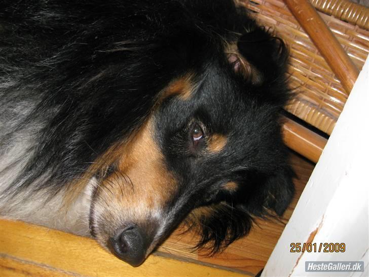 Shetland sheepdog SK Rainman (Uffe) billede 7