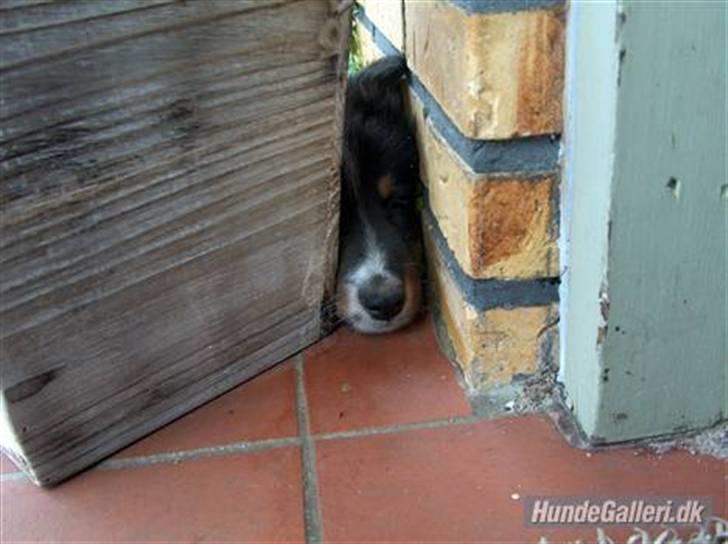 Shetland sheepdog SK Rainman (Uffe) billede 8