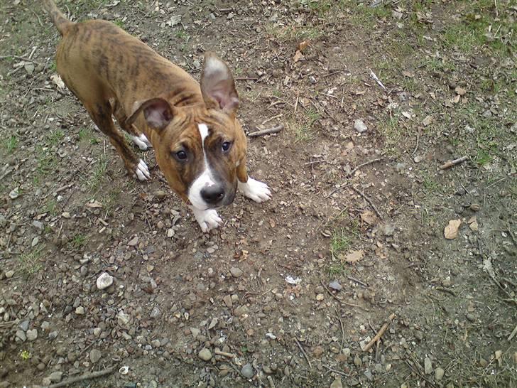 Amerikansk staffordshire terrier Tripper Himmelhund billede 8