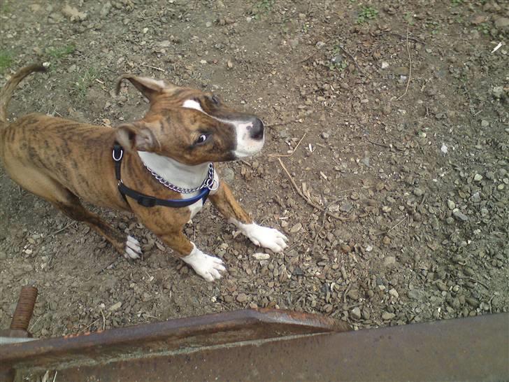 Amerikansk staffordshire terrier Tripper Himmelhund billede 9